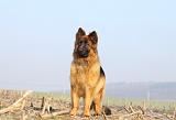 BERGER ALLEMAND 950
